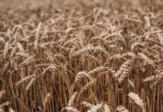 DSC_6904_res1