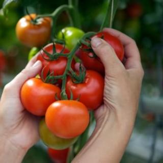 vnekornevaya-podkormka-tomatov-v-avguste