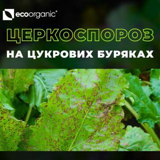 tserkospora-kak-sohranit-listovoi-apparat-i-ne-poteryat-urozhai