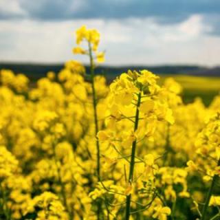 sistema-osennei-vnekornevoi-podkormki-ozimogo-rapsa