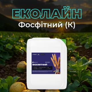 fitoftoroz-tomatov-i-kartofelya-odna-iz-samih-opasnih-paslenovih-boleznei-kotoraya-mozhet-unichtozhit-znachitelnuyu-chast-urozhaya-bukvalno-za-neskolko-dnei