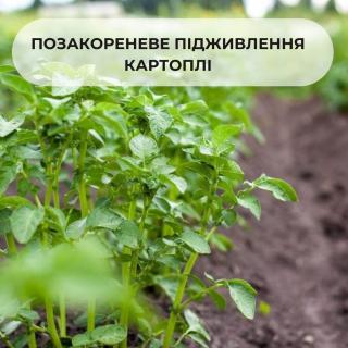 rekomendatsii-po-vnekornevoi-podkormke-kartofelya