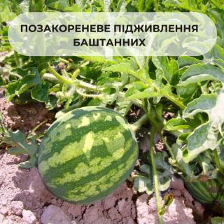 vnekornevaya-podkormka-bahchevih-kultur
