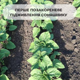 vnekornevaya-podkormka-podsolnechnika