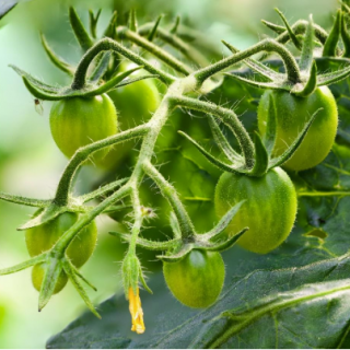 vnekornevie-podkormki-tomatov-chto-viraschivayutsya-v-otkritom-grunte