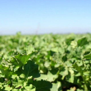 pervoe-vnesenie-udobrenii-na-ozimii-raps-posle-vozobnovleniya-vegetatsii-vesnoi-2019