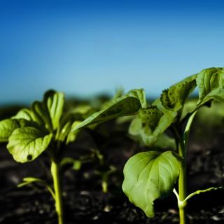 faza-3-5-par-listev-yavlyaetsya-klyuchevoi-kogda-rasteniya-nuzhdayutsya-kak-v-effektivnoi-zaschite-ot-sornyakov-tak-i-korrektsii-uslovii-mineralnogo-pitaniya