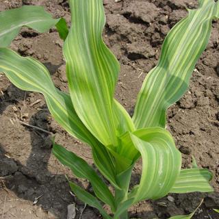 rol-tsinka-v-smyagchenii-temperaturnih-stressov