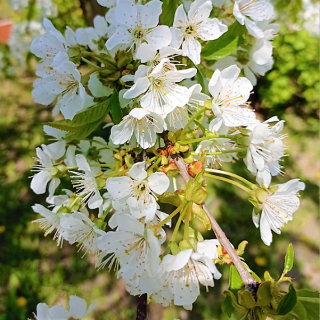 vnekornevie-podkormki-vishni-i-chereshni-posle-tsveteniya