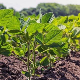 vnekornevaya-podkormka-soi-vo-vtoroi-polovine-vegetatsii